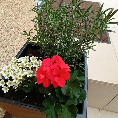 Apartman Sandra -Private Parking And Garden Задар Екстериор снимка